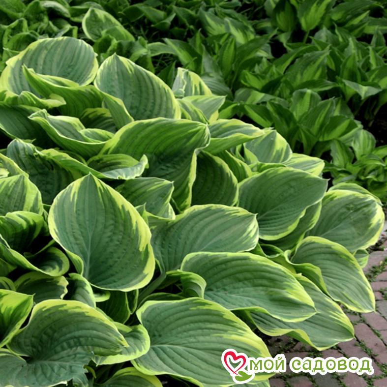 Хоста Абиква Мунбен