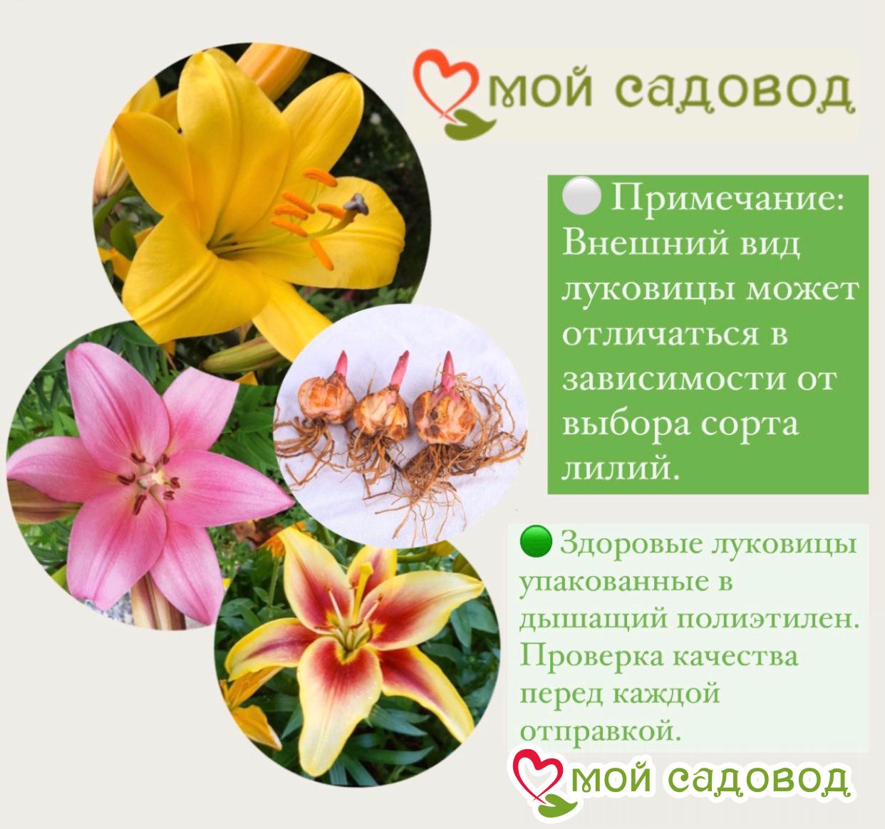 Лилия Пандора